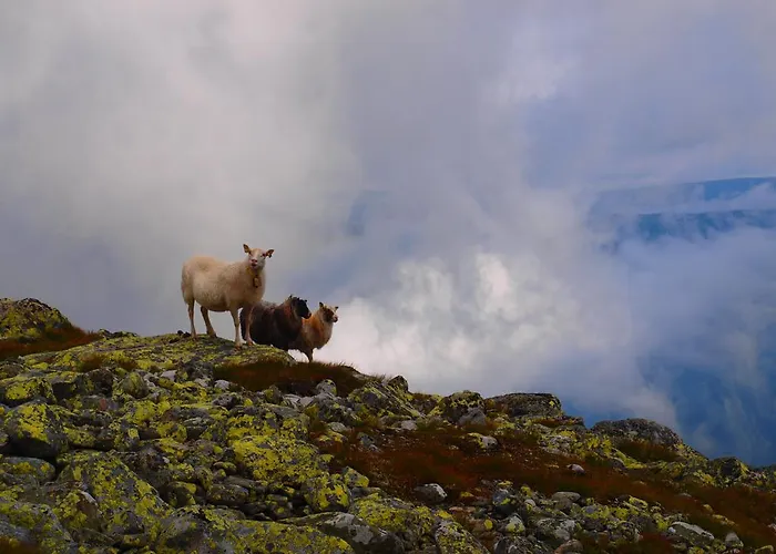 Gæstehus Den Lykkelige Sportsmann Gaustablikk